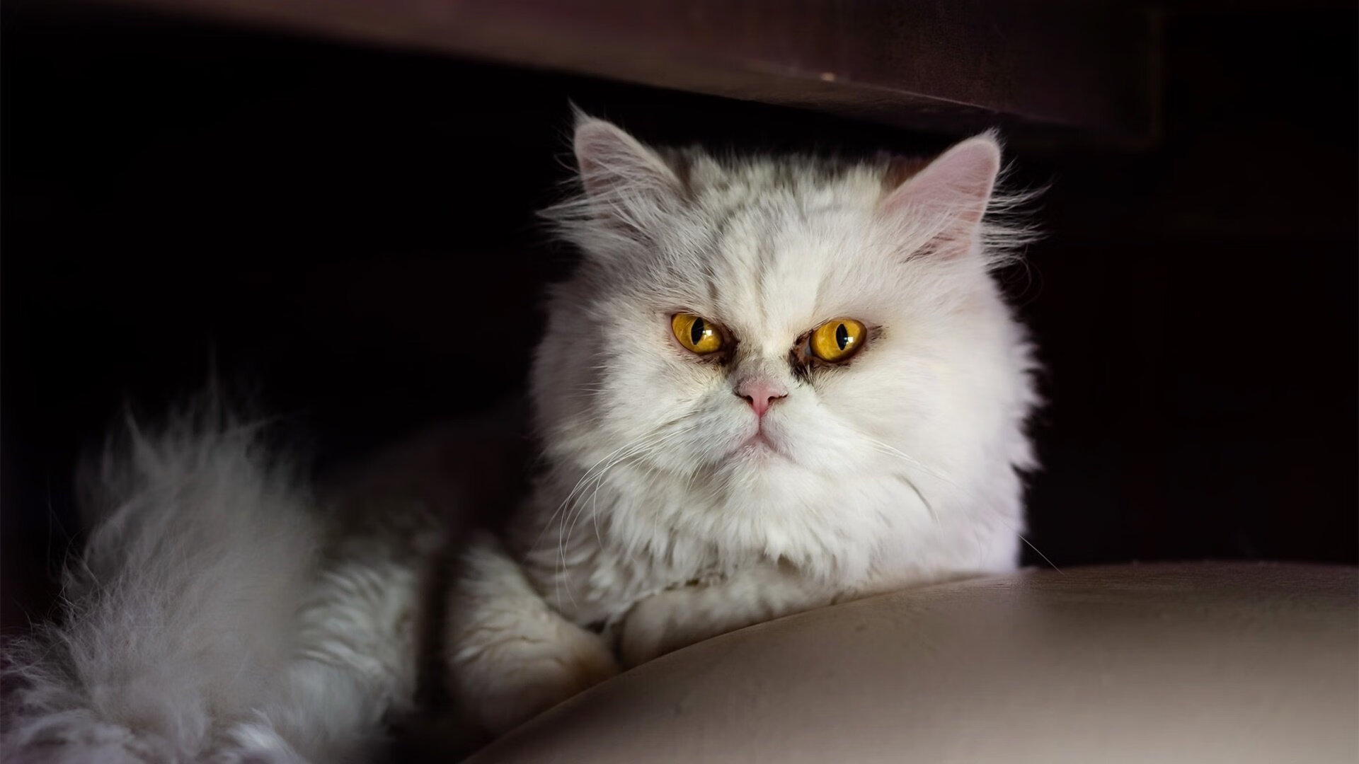 北境之王！勒沃库森用冰与火之歌，将对手的王牌锁入永恒寒冬