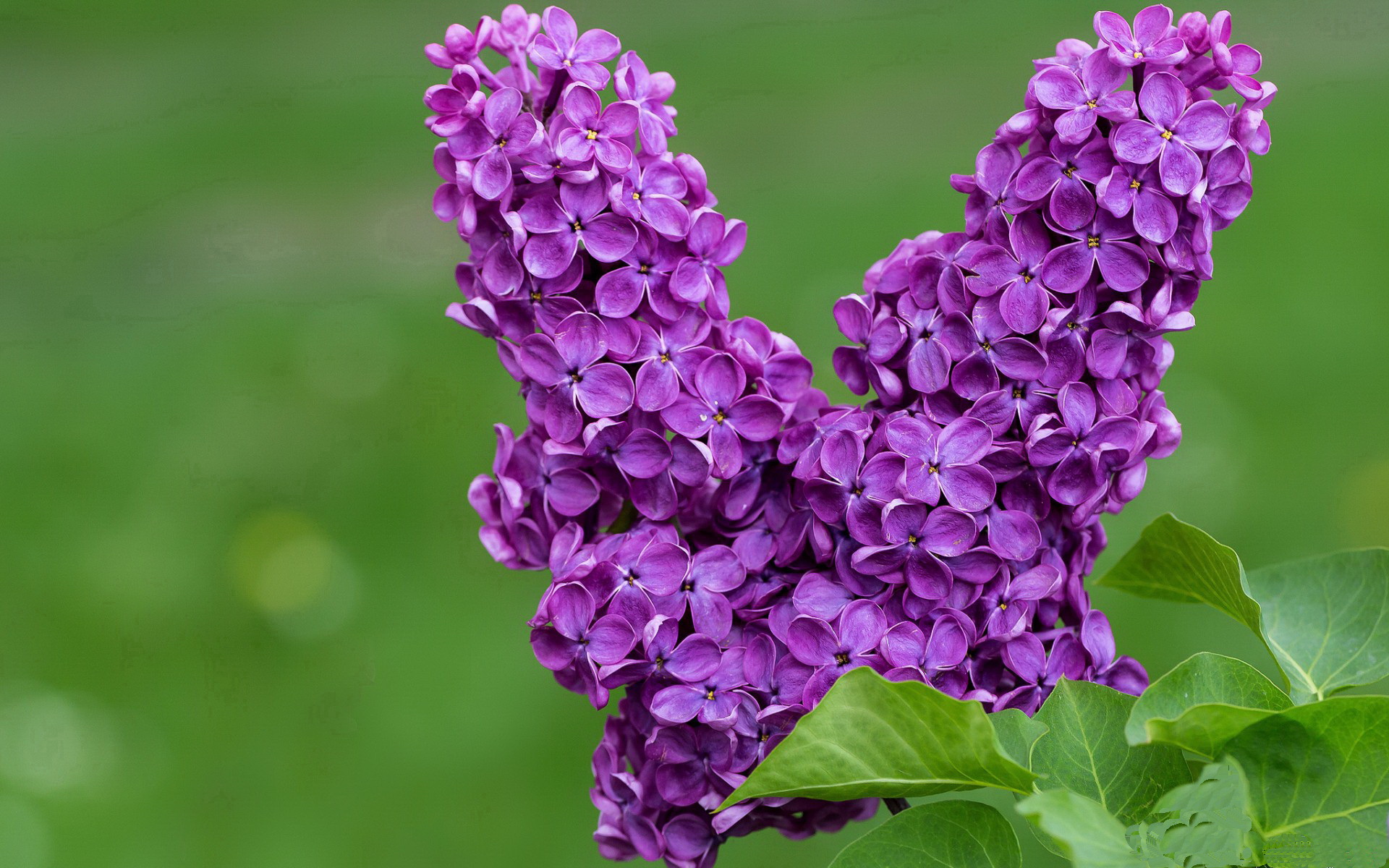 魔术师降临天山，切特单骑接管世界排名生死战