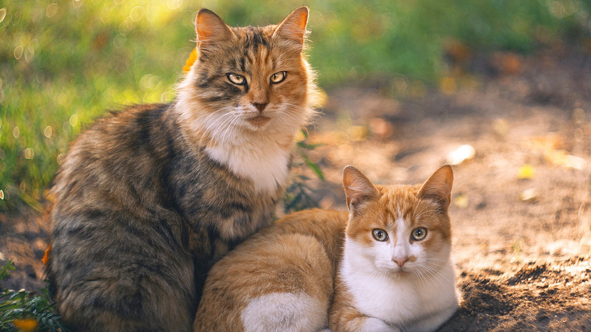 上海队掀进攻风暴！三分火箭雨压制太阳，切特28+12+7化身关键先生