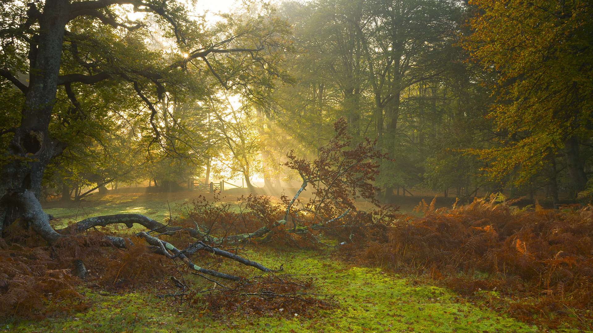 极速绿茵,当F1战术映射足球场,乌克兰如何完胜喀麦隆