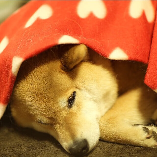 尘埃落定，传奇之夜，委内瑞拉提前终结悬念，巴雷拉铸就百场里程碑