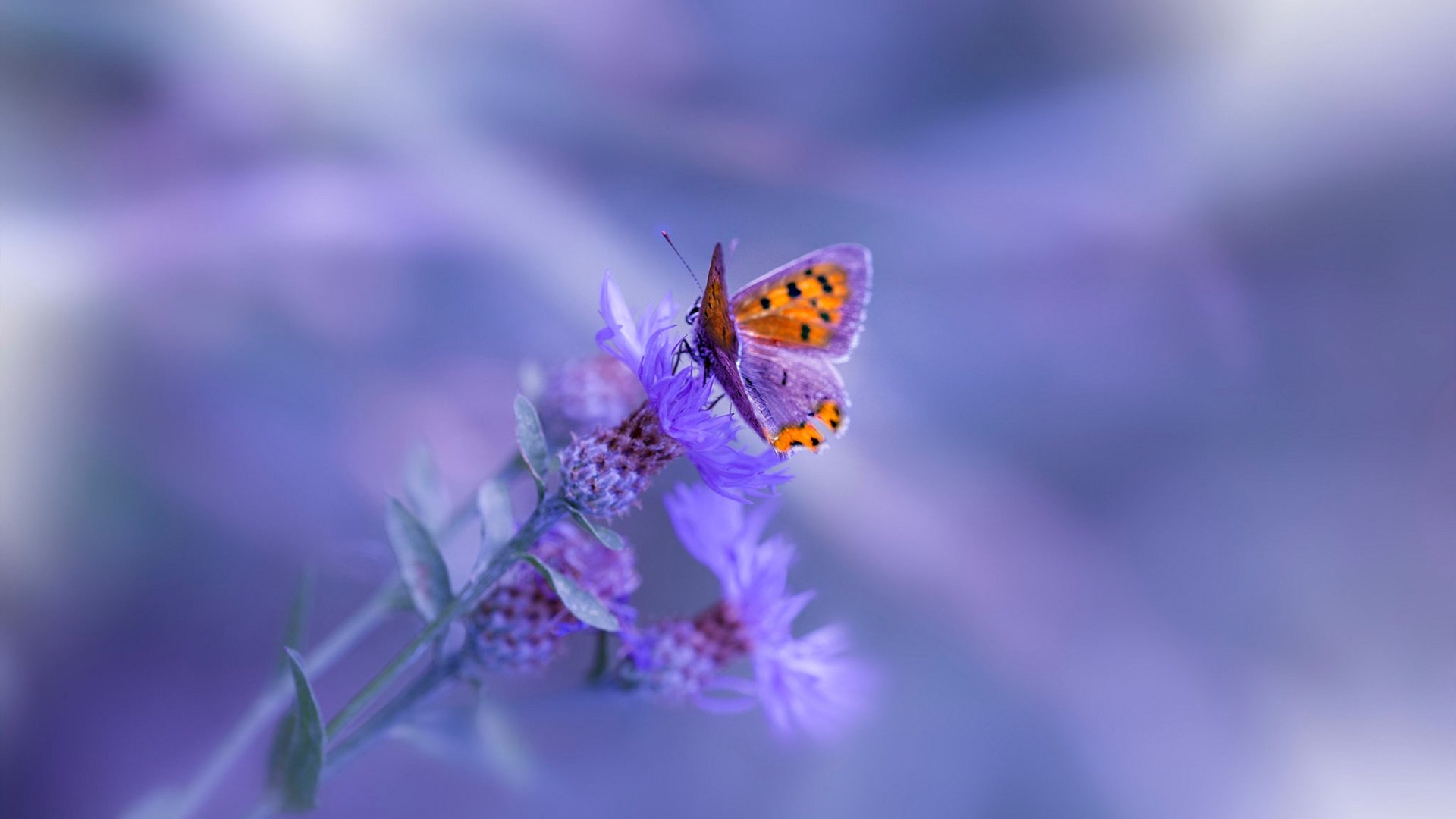 篮网奇兵突袭，德罗赞用一记记过时投篮书写现代篮球教科书