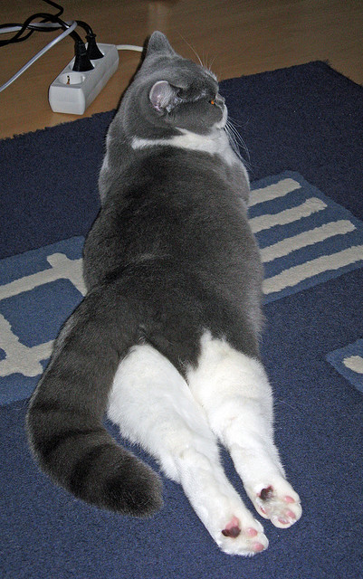 NBA季后赛之夜，阿尔瓦雷斯的教科书级表现，定义篮球艺术