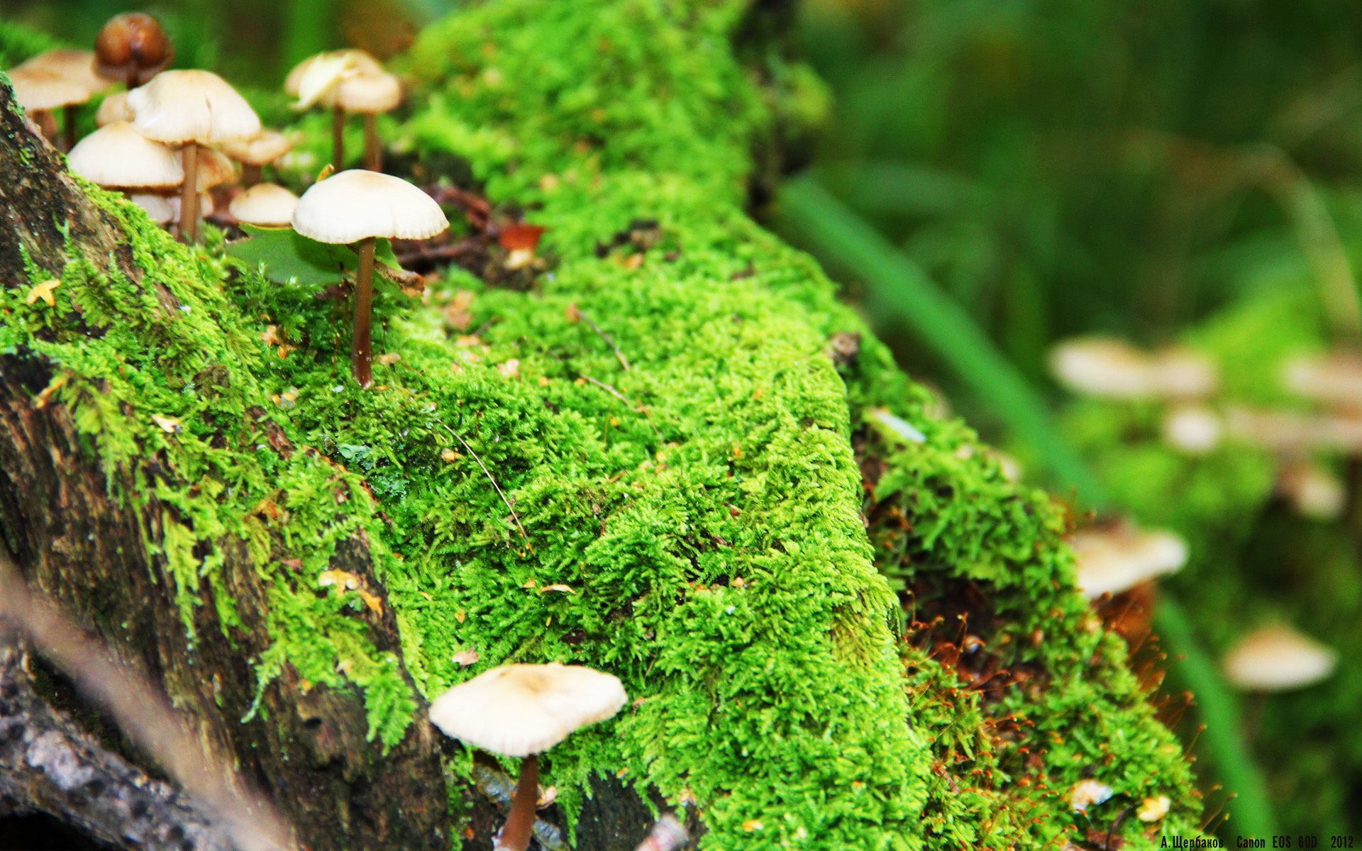 冰原与神殿的对决,西决生死战中的加拿大鏖战希腊