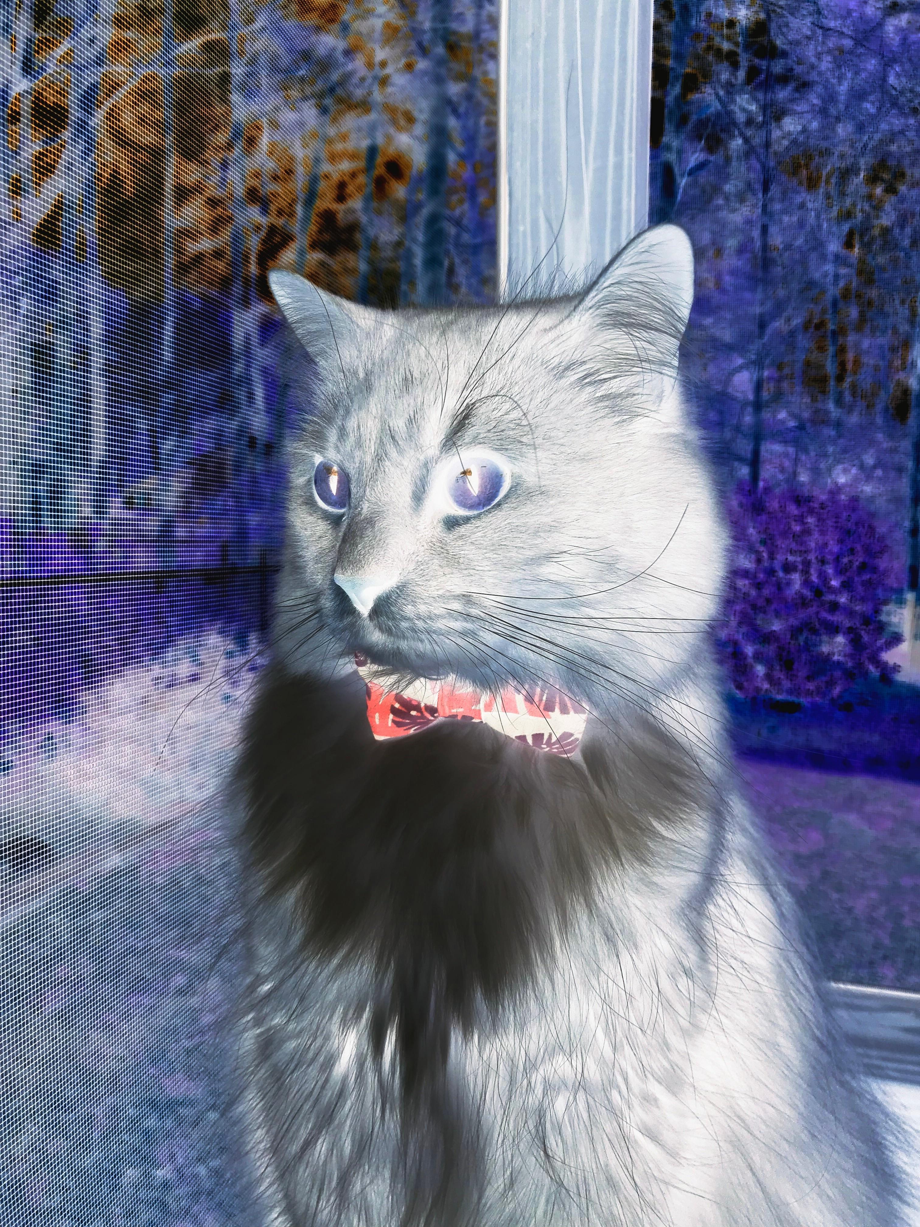 三狮军团安卡拉动荡夜，劳塔罗反向关键先生之谜