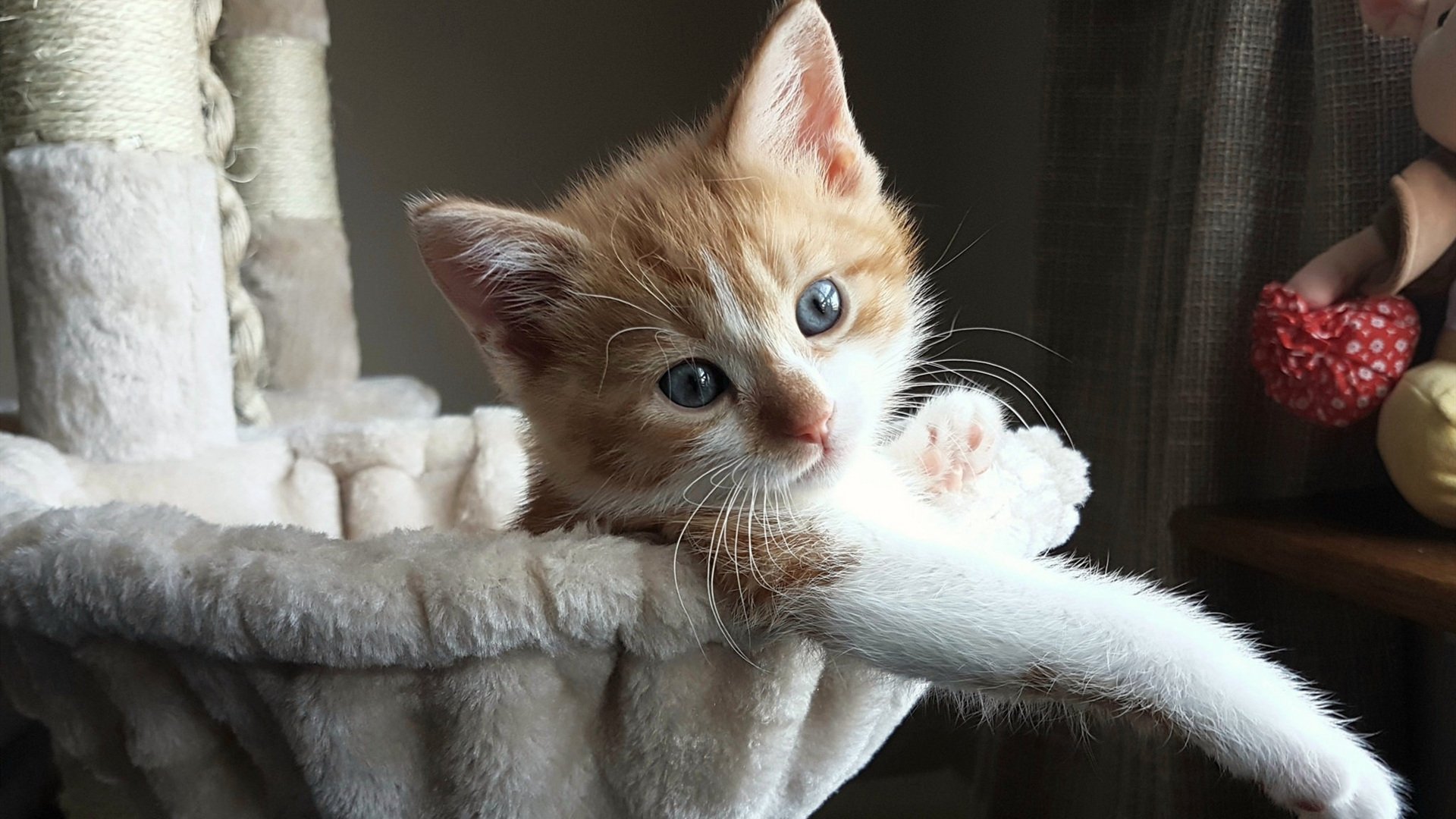 时空平行线，当辽宁冲垮步行者，德罗赞在德甲加冕