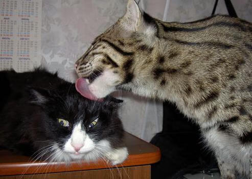 季后赛抢七之夜,霍勒迪的冰与火的交响诗,尘埃里的领袖风骨