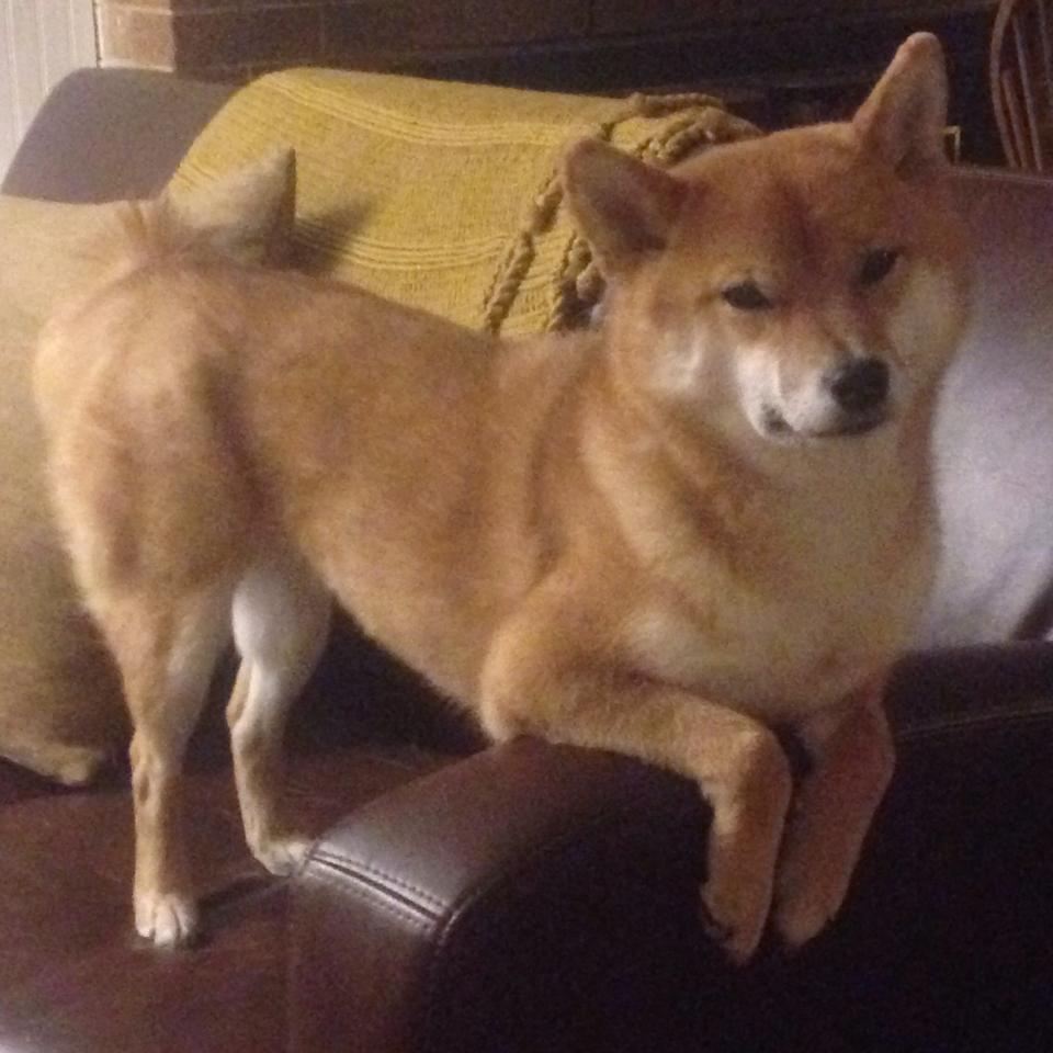 开云体育在线-撕裂次元壁的焦点战，当掘金遇见山西，武切维奇如何完成自我证明