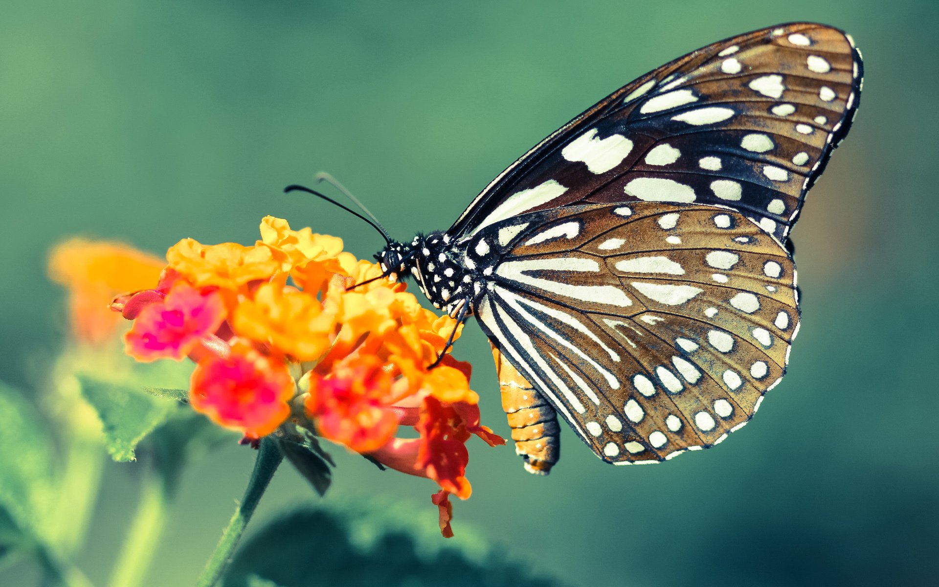 亚洲铁骑碾碎黄色潜水艇!伊朗队友谊赛爆冷4-2击溃比利亚雷亚尔,基耶萨梅开二度导演逆袭