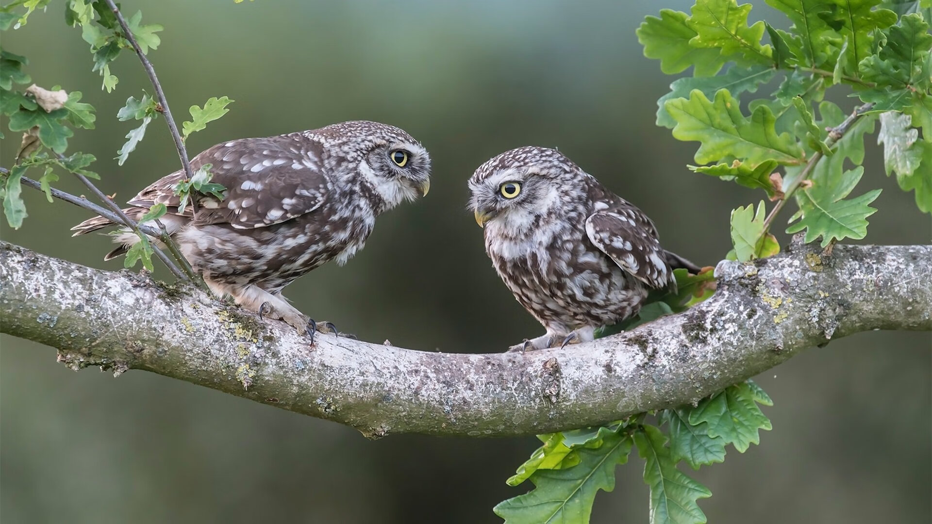 辽宁队火力压制骑士,英格拉姆在年度焦点之战接管比赛