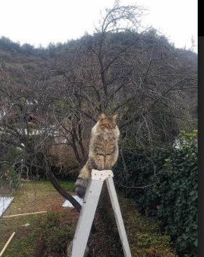 篮网掀翻奇才，班凯罗持续杀伤点燃胜利之火