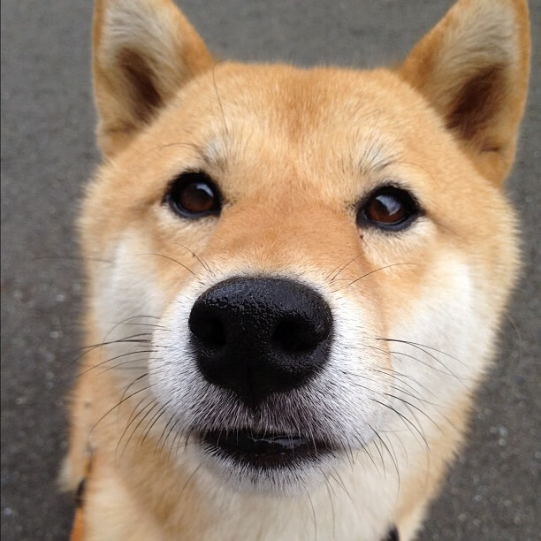 神话与传奇的对决，伊布在加纳对阵希腊关键节点的绝对巨星光芒