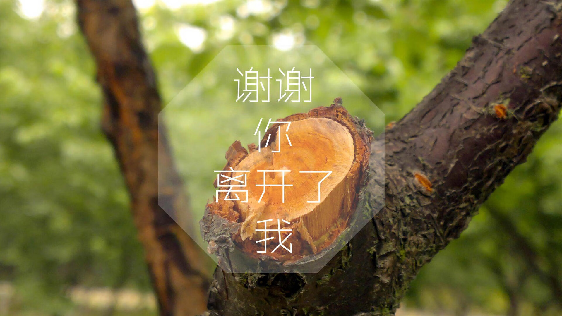 太极虎逆袭袋鼠军团,2026世界杯D组生死战,哈兰德一人改写剧本,韩国绝杀制造唯一悬念